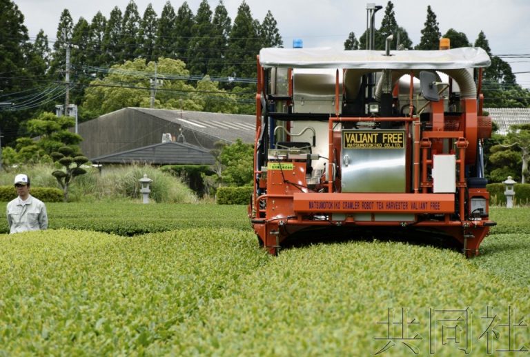 日本鹿儿岛县茶农使用AI“无人采茶机”收获茶叶